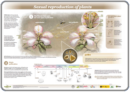 Sexual reproduction in plants