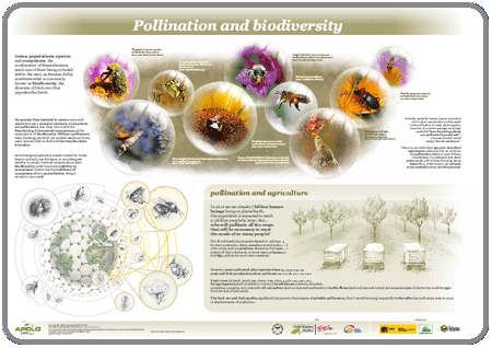 Pollination and biodiversity