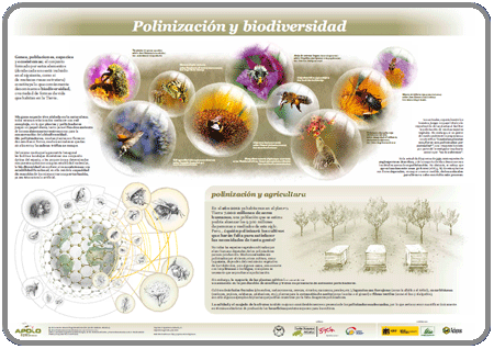 Polinización y biodiversidad