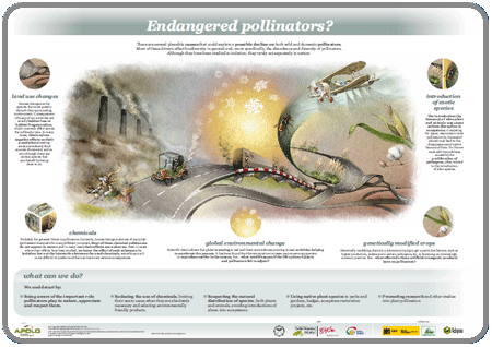 Endangered pollinators?