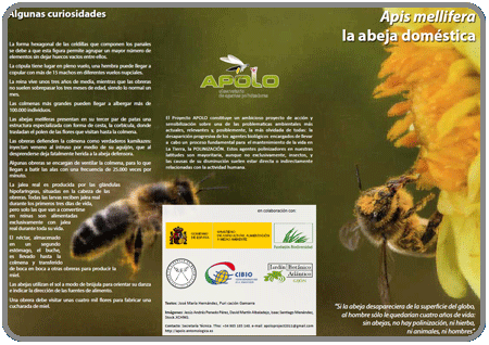 Apis mellifera, la abeja doméstica (Nivel 2, adultos) PDF 0,7Mb