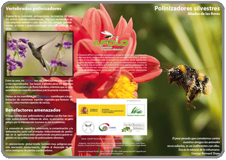 Polinizadores silvestres, aliados de las flores (Nivel 2) PDF 0,3Mb